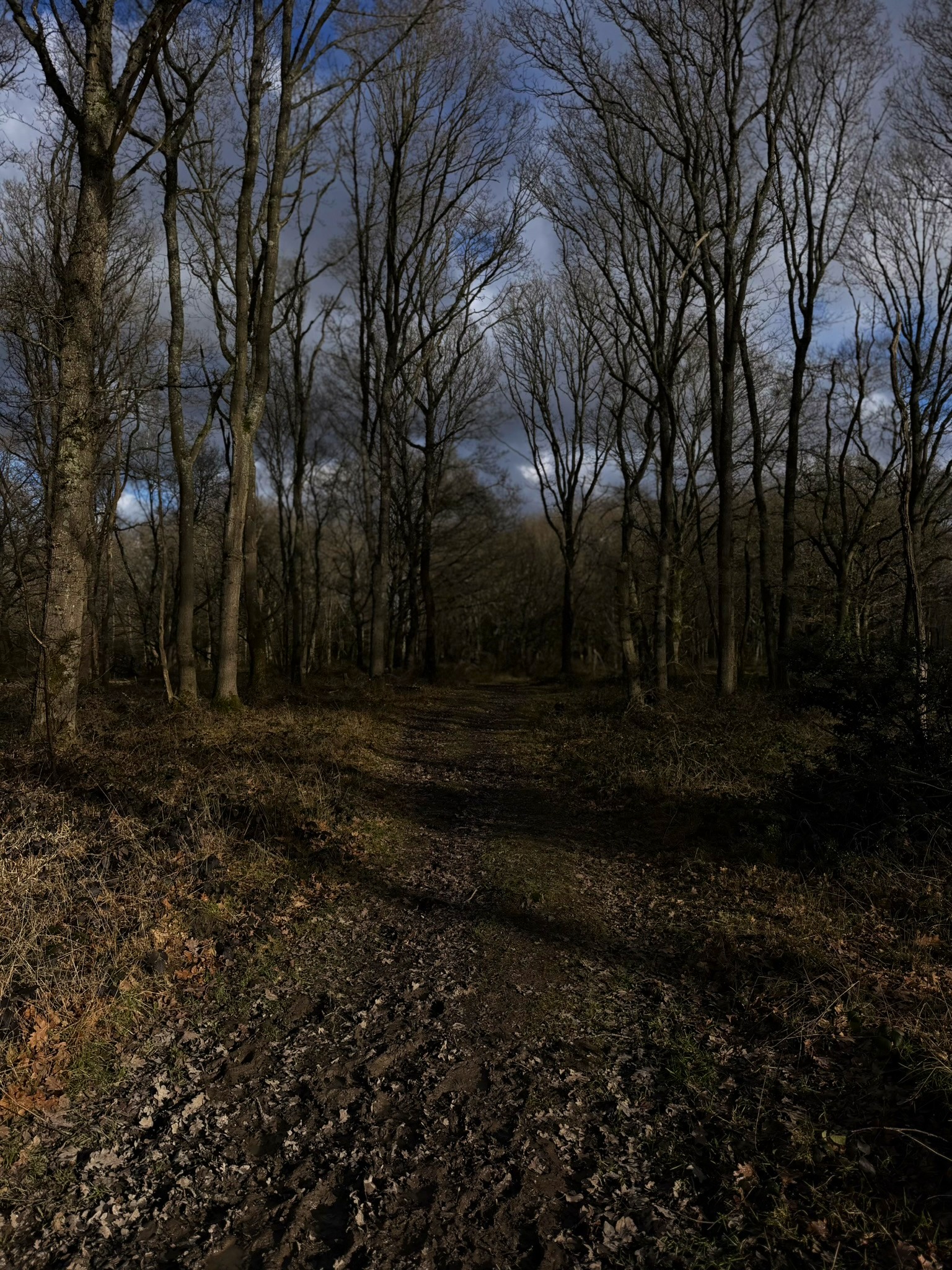 Birch woodland at Bartley Heath showing silver birch trees and woodland path through Hook Common SSSI