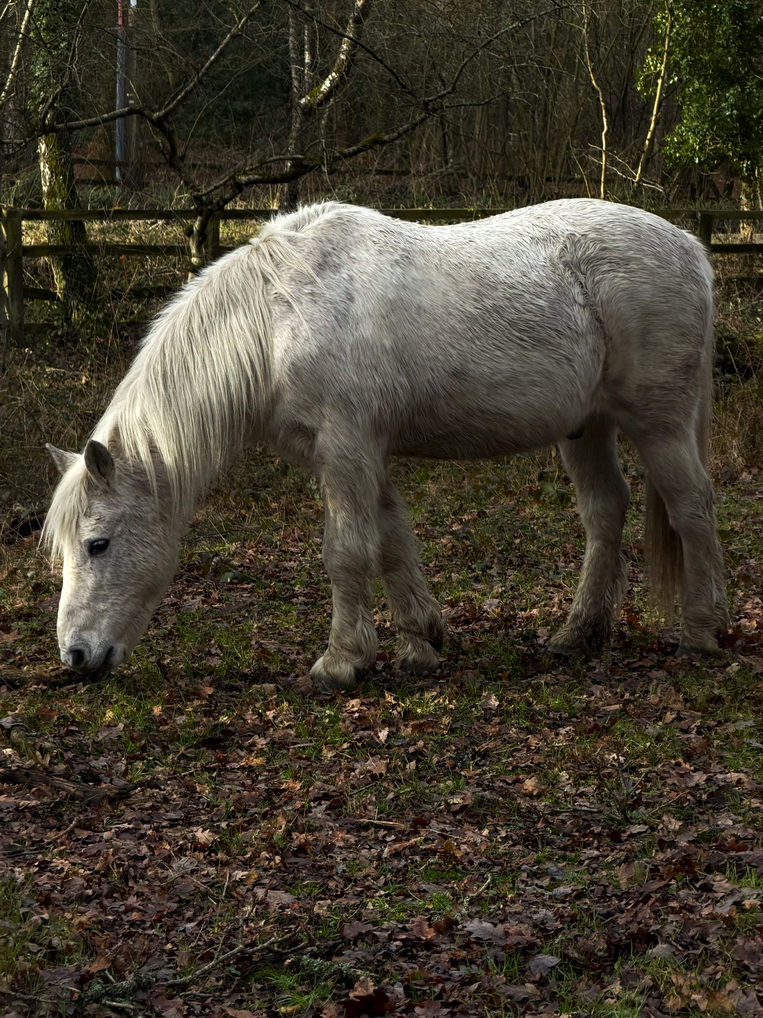 White pony grazing at Bartley Heath nature reserve as part of conservation management to maintain heathland habitat